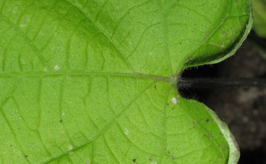 The normal leaf of on of the original parents