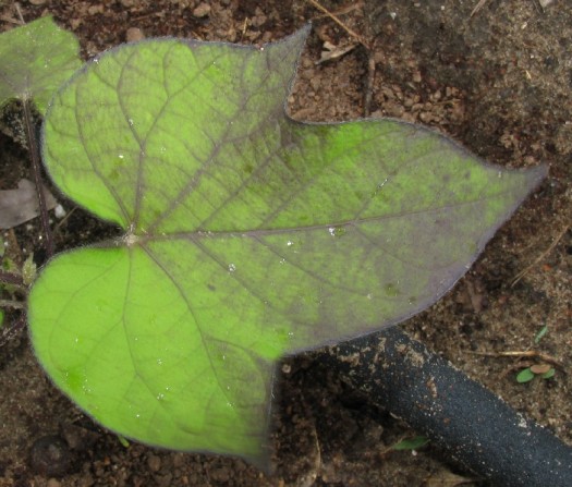 A very dark blush on a green leaf