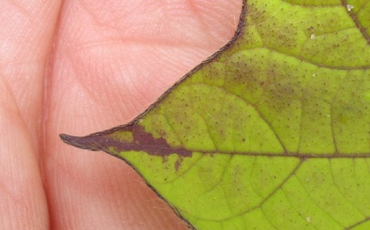 Dark pigmented blotch at leaf tip