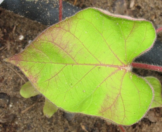 Light colored blush on a yellow leaf