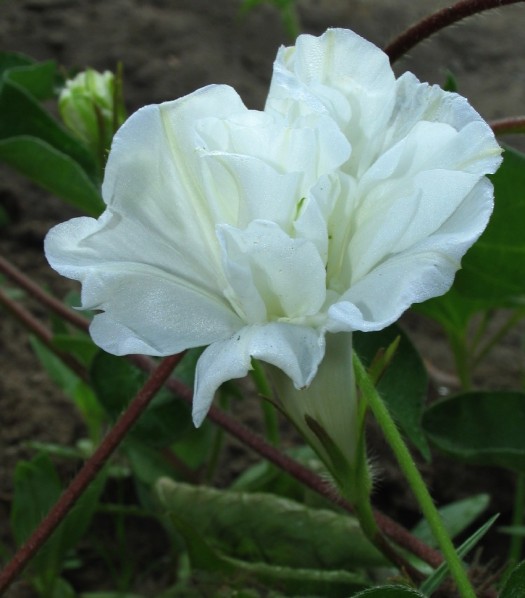 White duplicate flower of Q0402